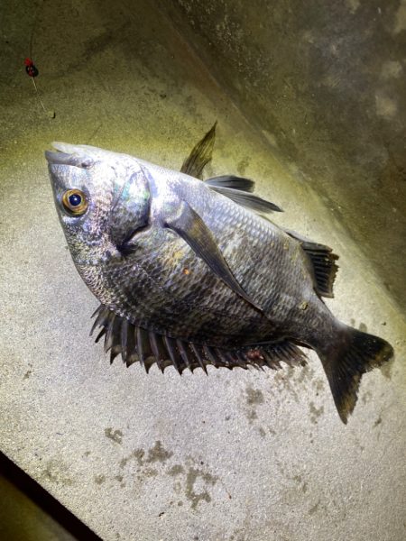 ヘチってきました