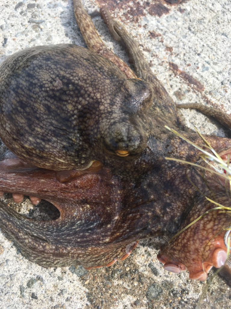 [タコフィネス] 秋タコ4杯で2.3キロ