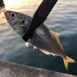 群れが入るも…！