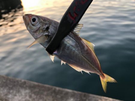 群れが入るも…！