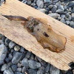 サーフエギング