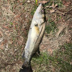 ラザミン90ででた