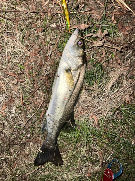 ラザミン90ででた