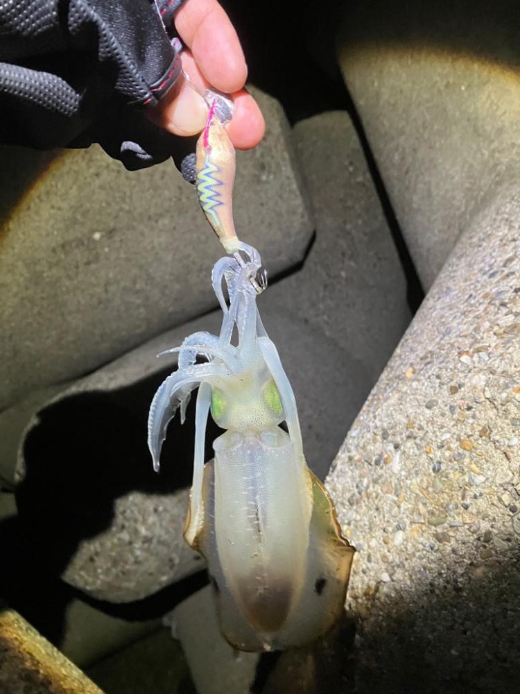 台風前エギング(^｡^)