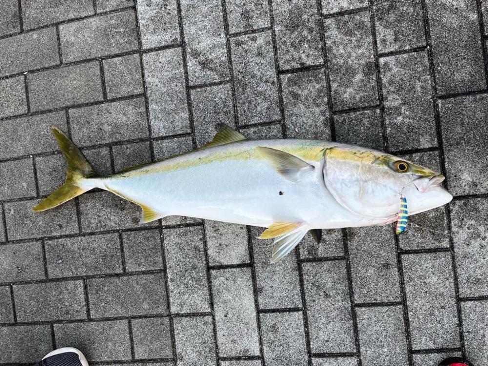 ビッグバッカーでブリ!