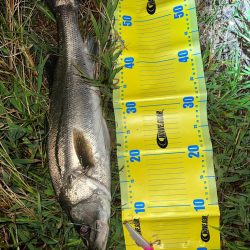 バイブレーションの釣り