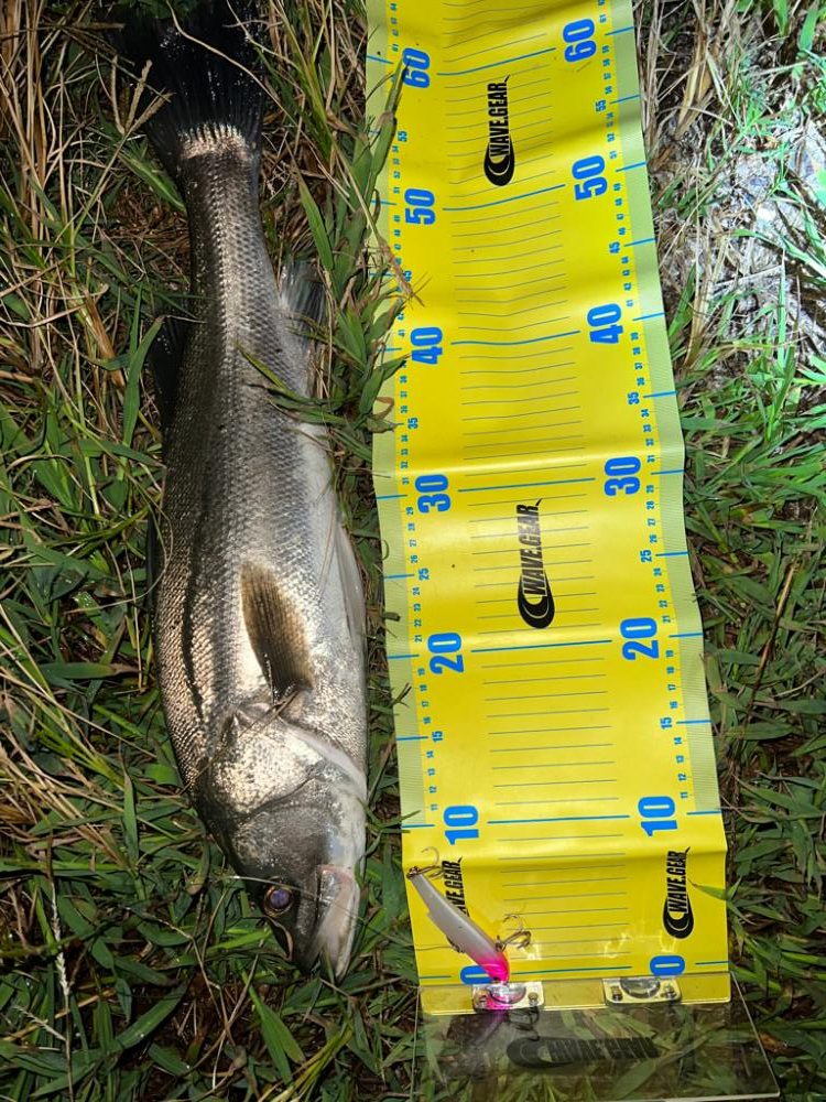 バイブレーションの釣り