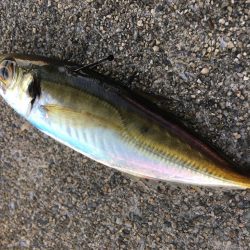 台風通過中、ちょい釣行