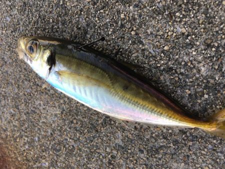 台風通過中、ちょい釣行