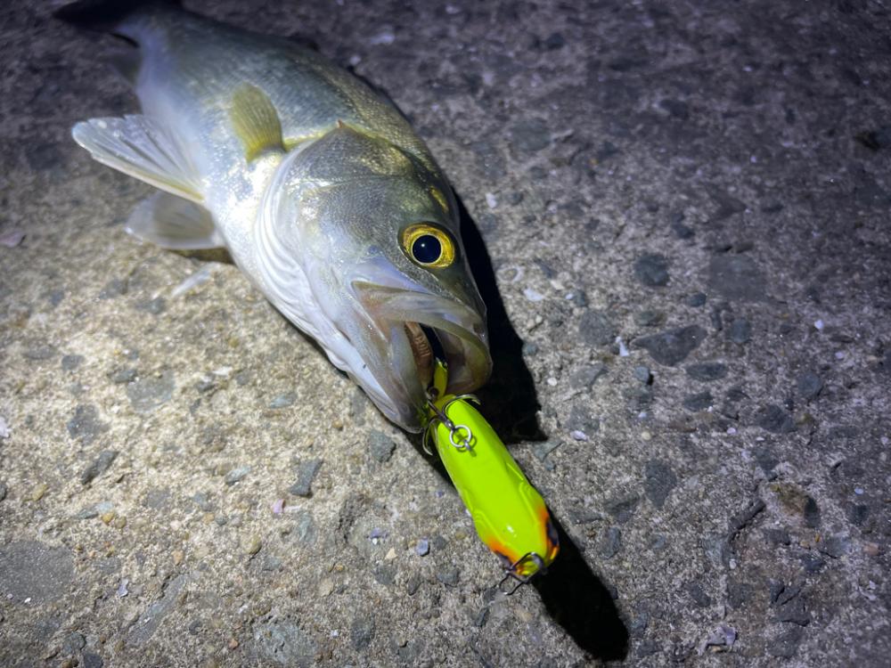 今日はハッピーデイ!