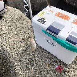 泉南キス シーズン下降気味でも∞キス