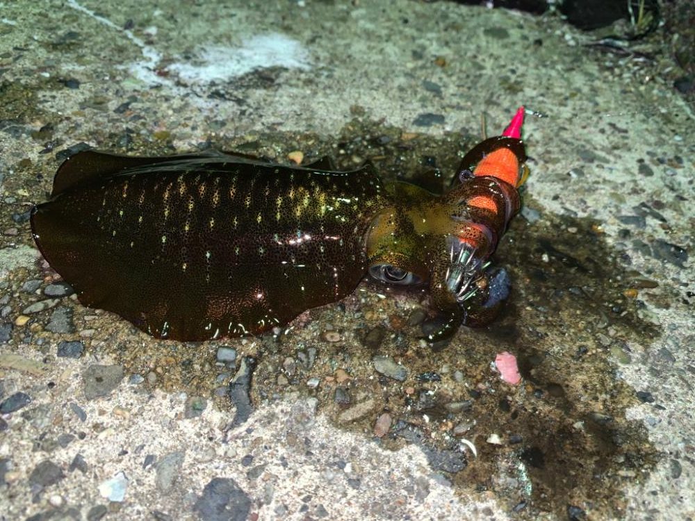今年はまだ早い?