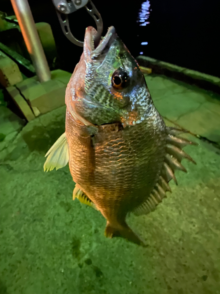 ヘチってきました