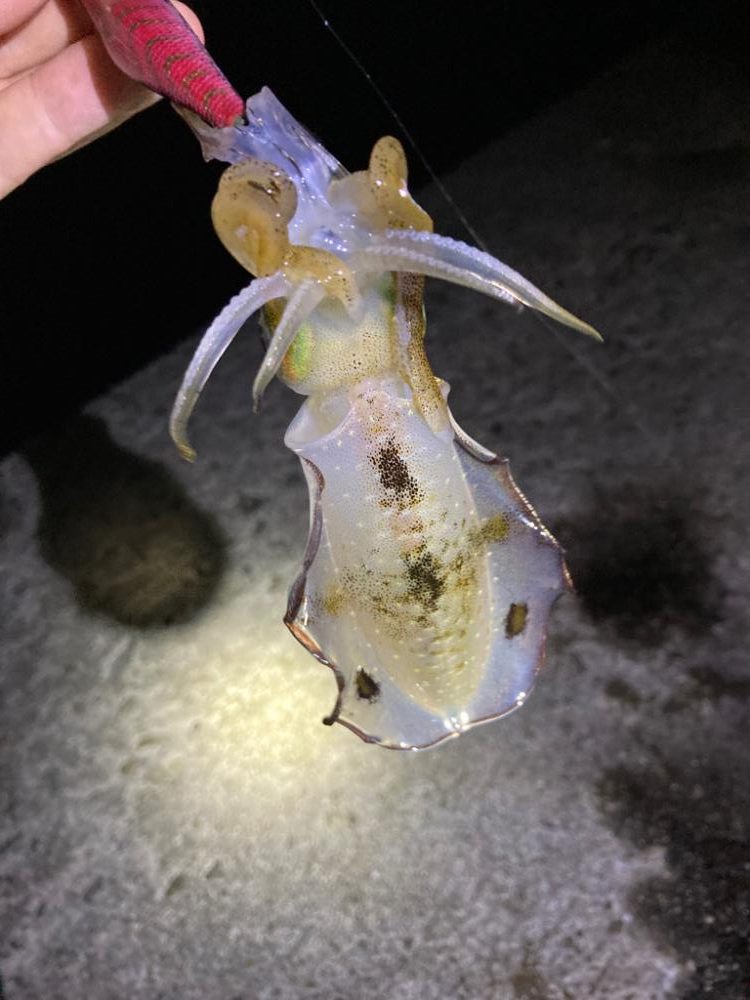 神明エギングその1