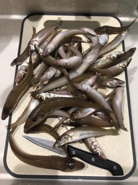 がまかつ公式投稿3 泉南キスⅢ