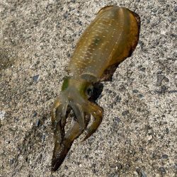 アオリイカエギング⋆*🦑♬