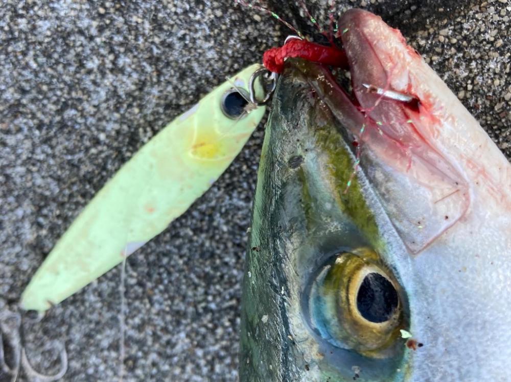 ツバス大なギリハマチ1本。。