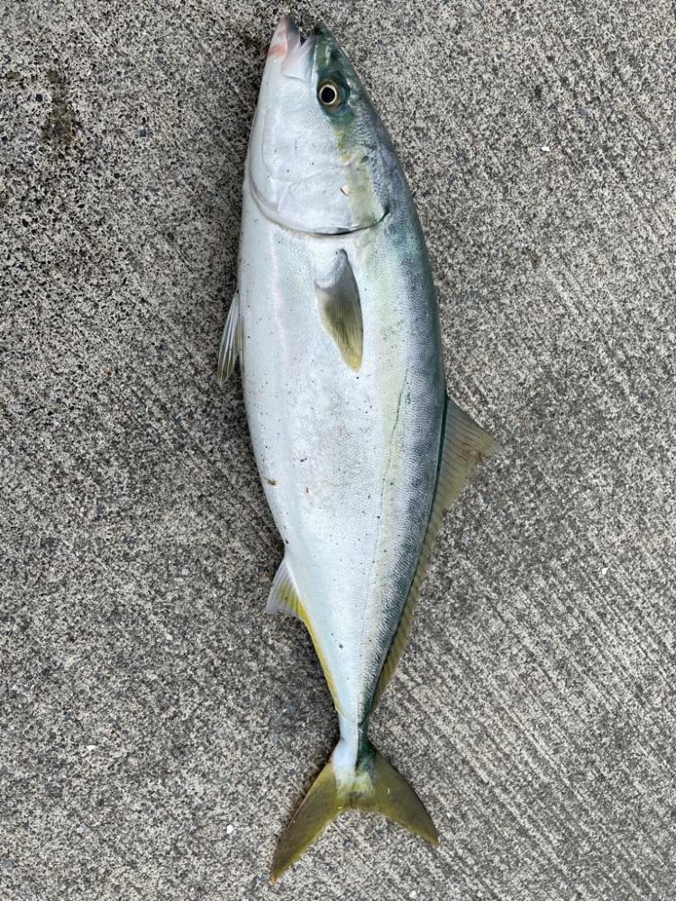 ショアジギング