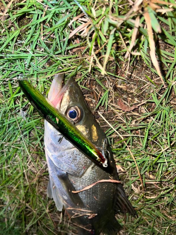 ブローウィン125ジャーク