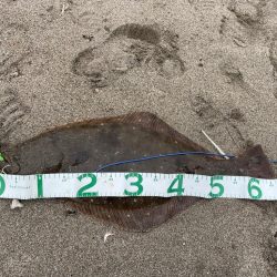 フラットフィッシュ