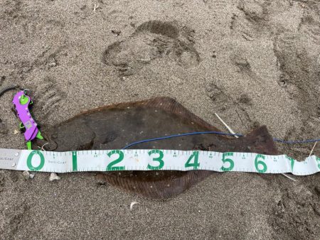 フラットフィッシュ