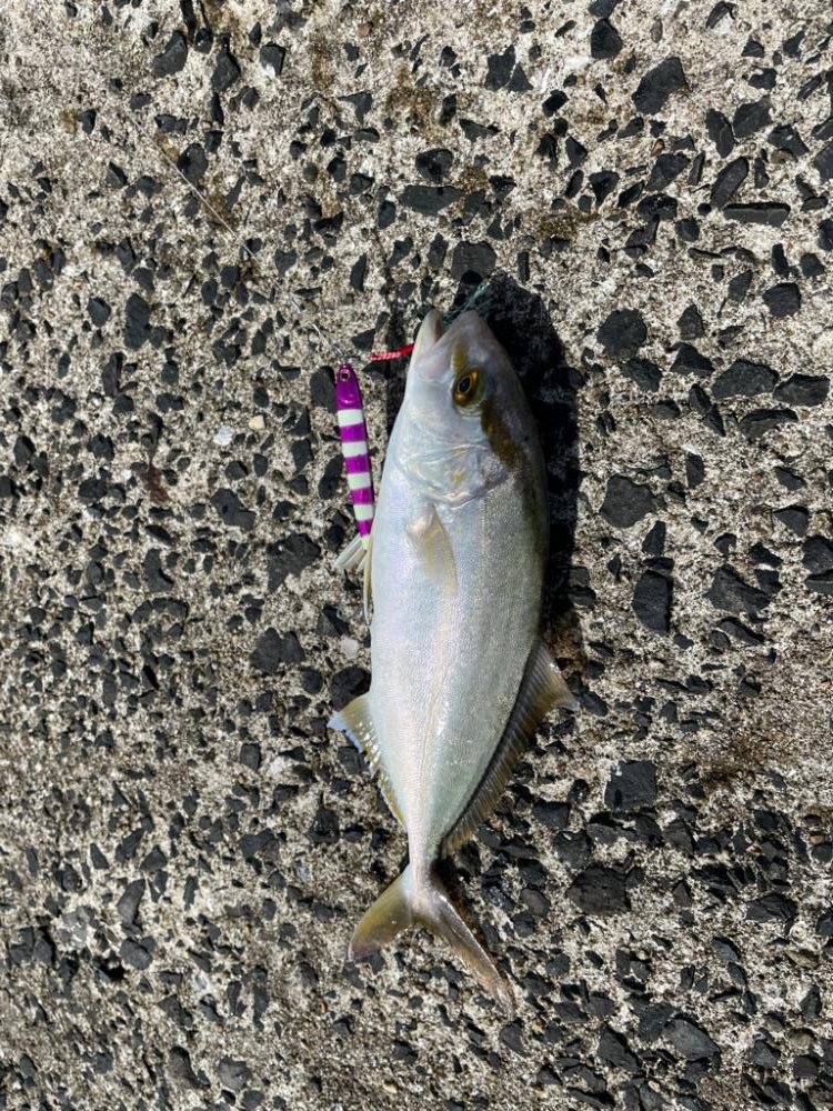 ライトショアジギング