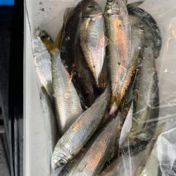 サッパ、アジ、ハゼ