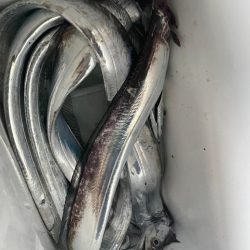 陸っぱり太刀魚テンヤ