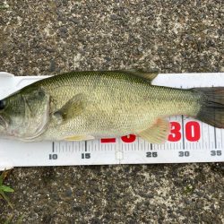 フリーリグで一発！