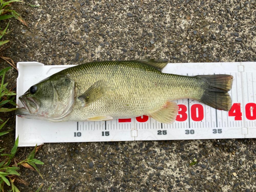 フリーリグで一発！