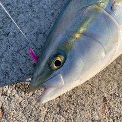 今週も、今期初物！