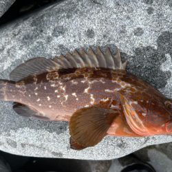 40upキジハタを狙え