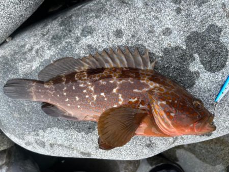 40upキジハタを狙え