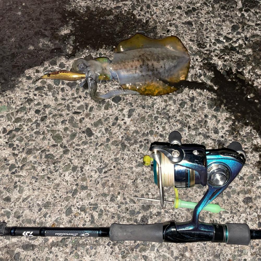 荒天のナイトエギング