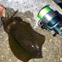 エギングからのライトゲーム