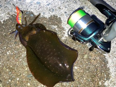 エギングからのライトゲーム