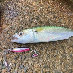 マキマキは巻き倒してナンボにゃー。