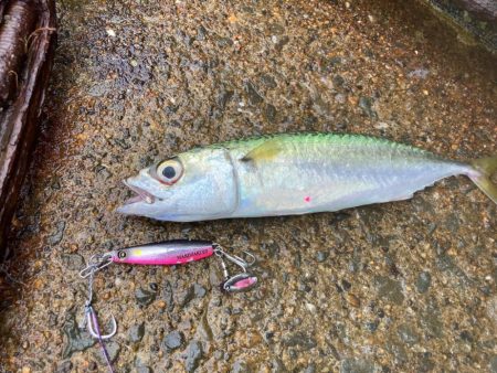 マキマキは巻き倒してナンボにゃー。