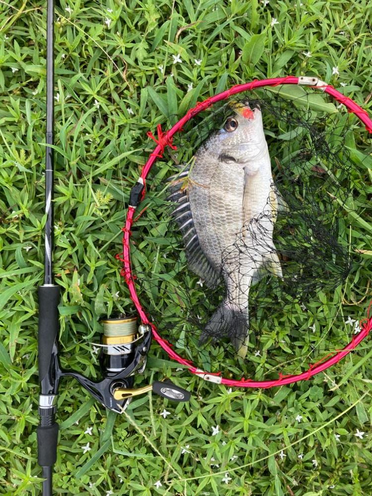 キビシートップチニング