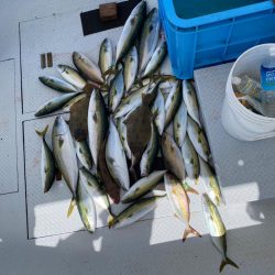 淡路島　落とし込み釣り