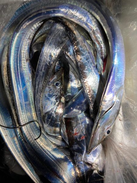 タチウオテンヤ