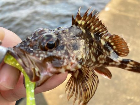 潮が動くと・・・