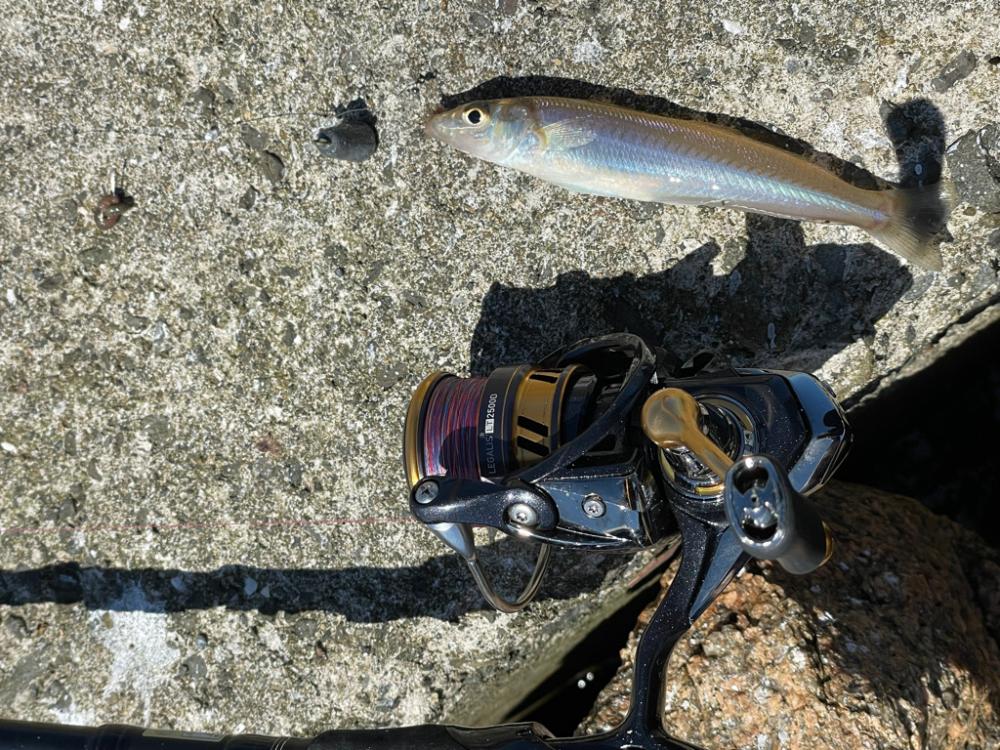 ちょい投げキス釣り