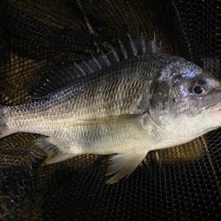 昼2匹夜5匹プラスサバ