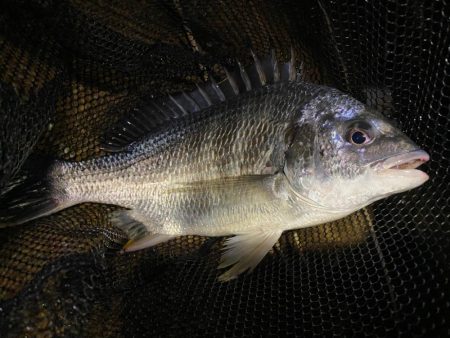 昼2匹夜5匹プラスサバ