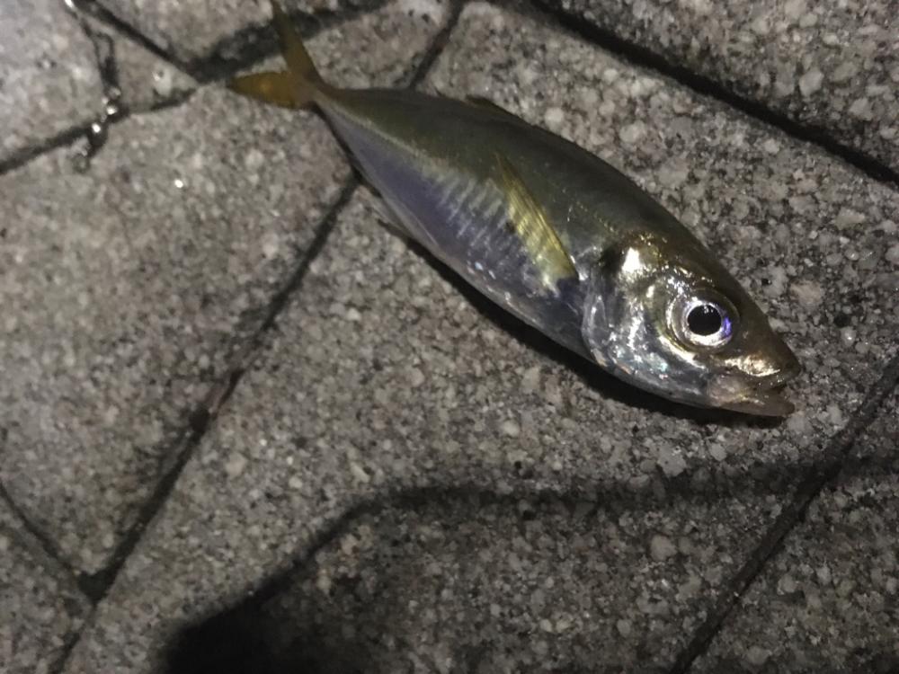 道糸をぶち切られ‥