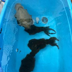 初ティップラン