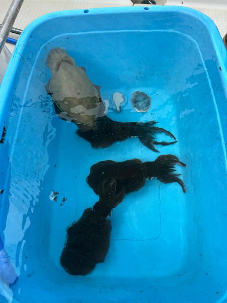 初ティップラン