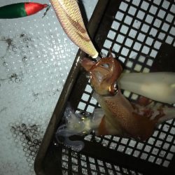 過酷なイカメタル