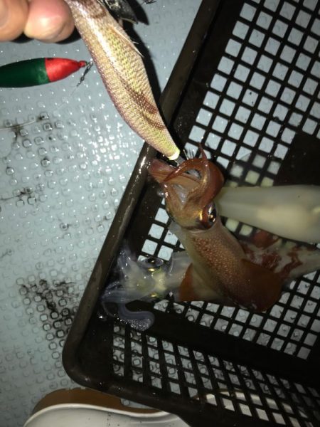 過酷なイカメタル